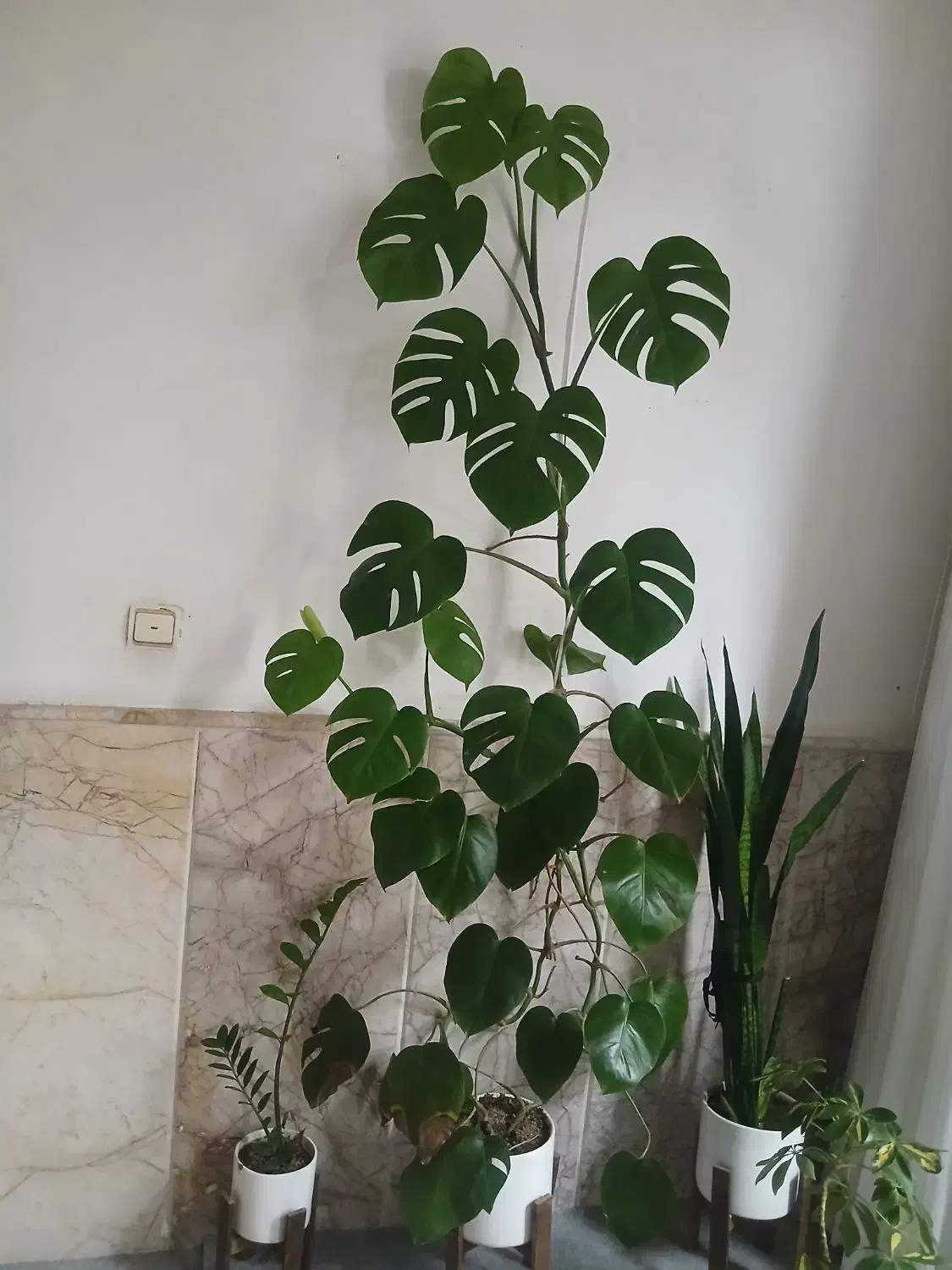 برگ انجیری|گل و گیاه طبیعی|گلبهار, شهر جدید گلبهار|دیوار