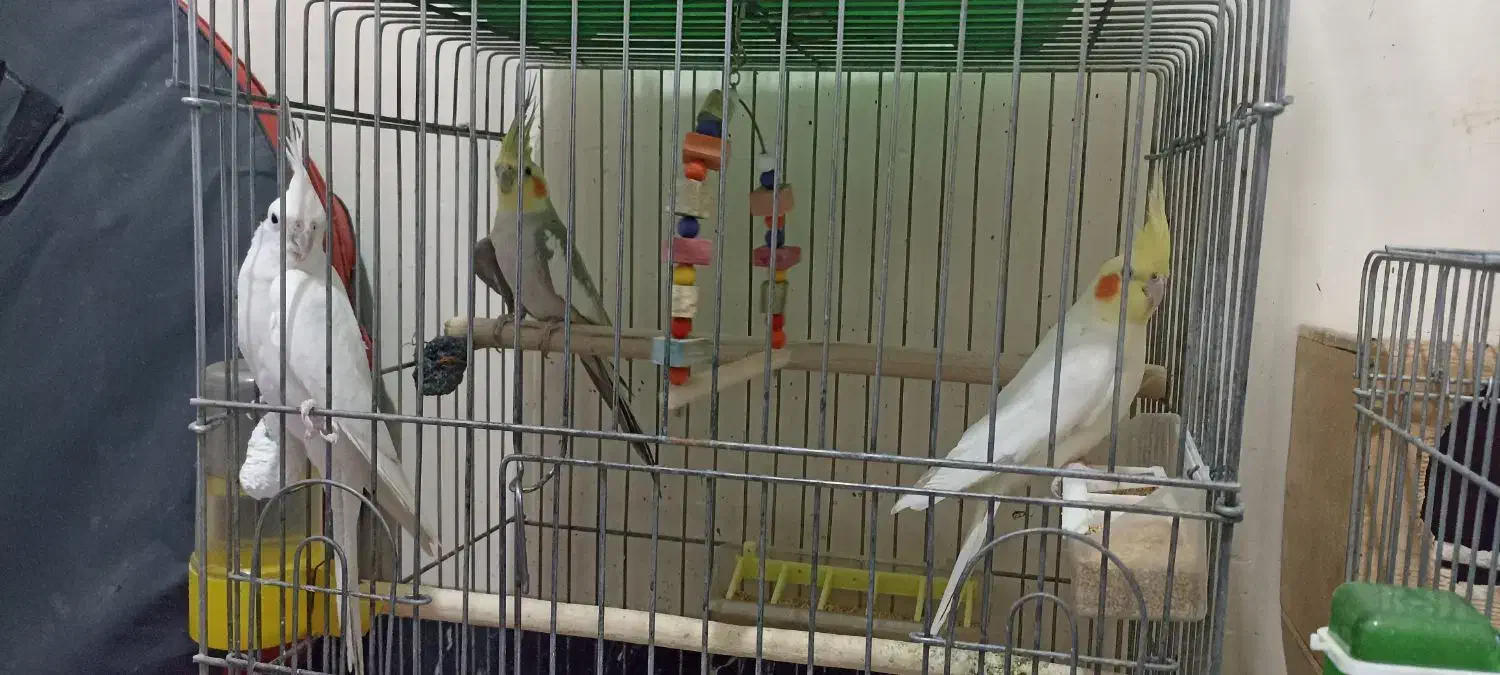 عروس هلندی سخنگو|پرنده|مرودشت, دولت آباد|دیوار