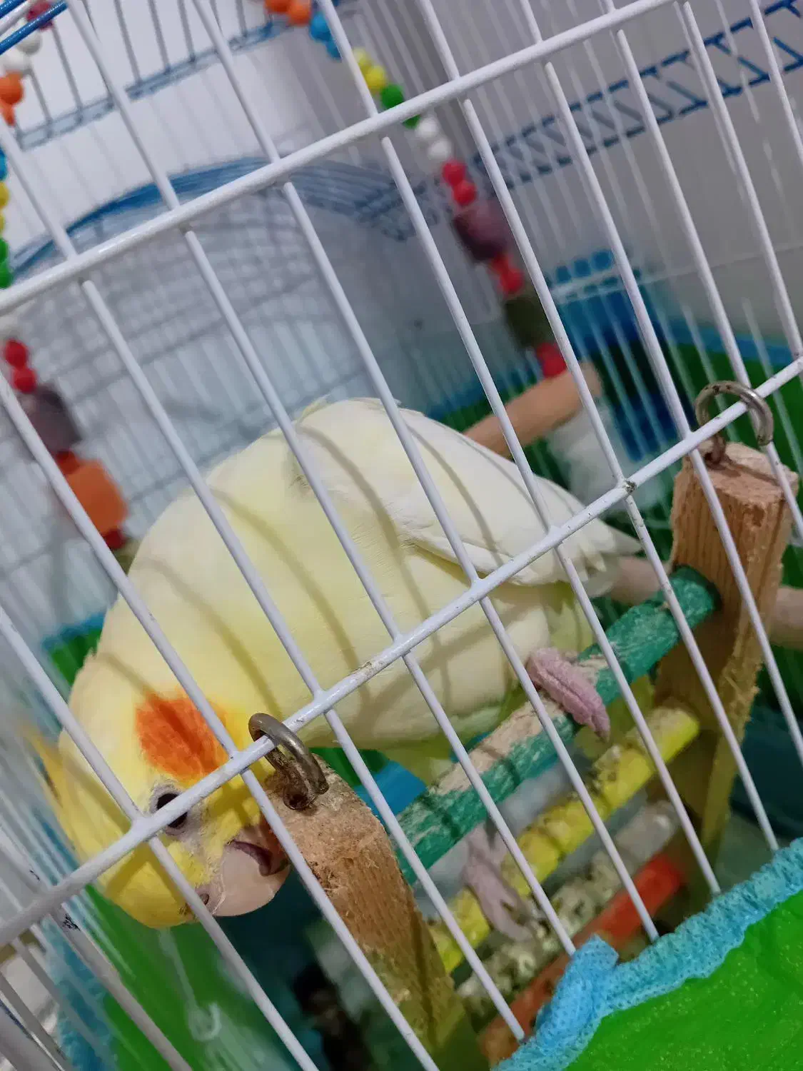 بخاطر خرید مرغ مینا|پرنده|رشت, لاکان|دیوار