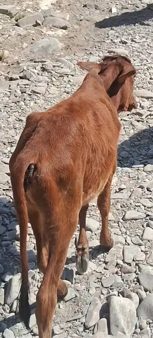 فروش سریع گوساله و بزغاله|حیوانات مزرعه|بم پشت, |دیوار