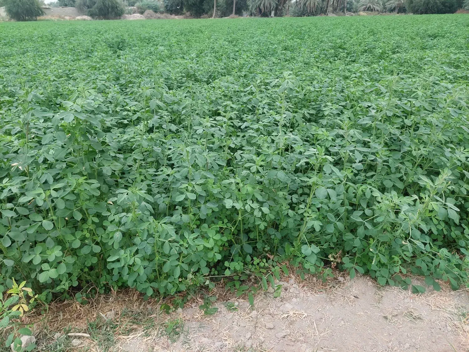 فروش یونجه سبز|خوردنی و آشامیدنی|رامهرمز, |دیوار