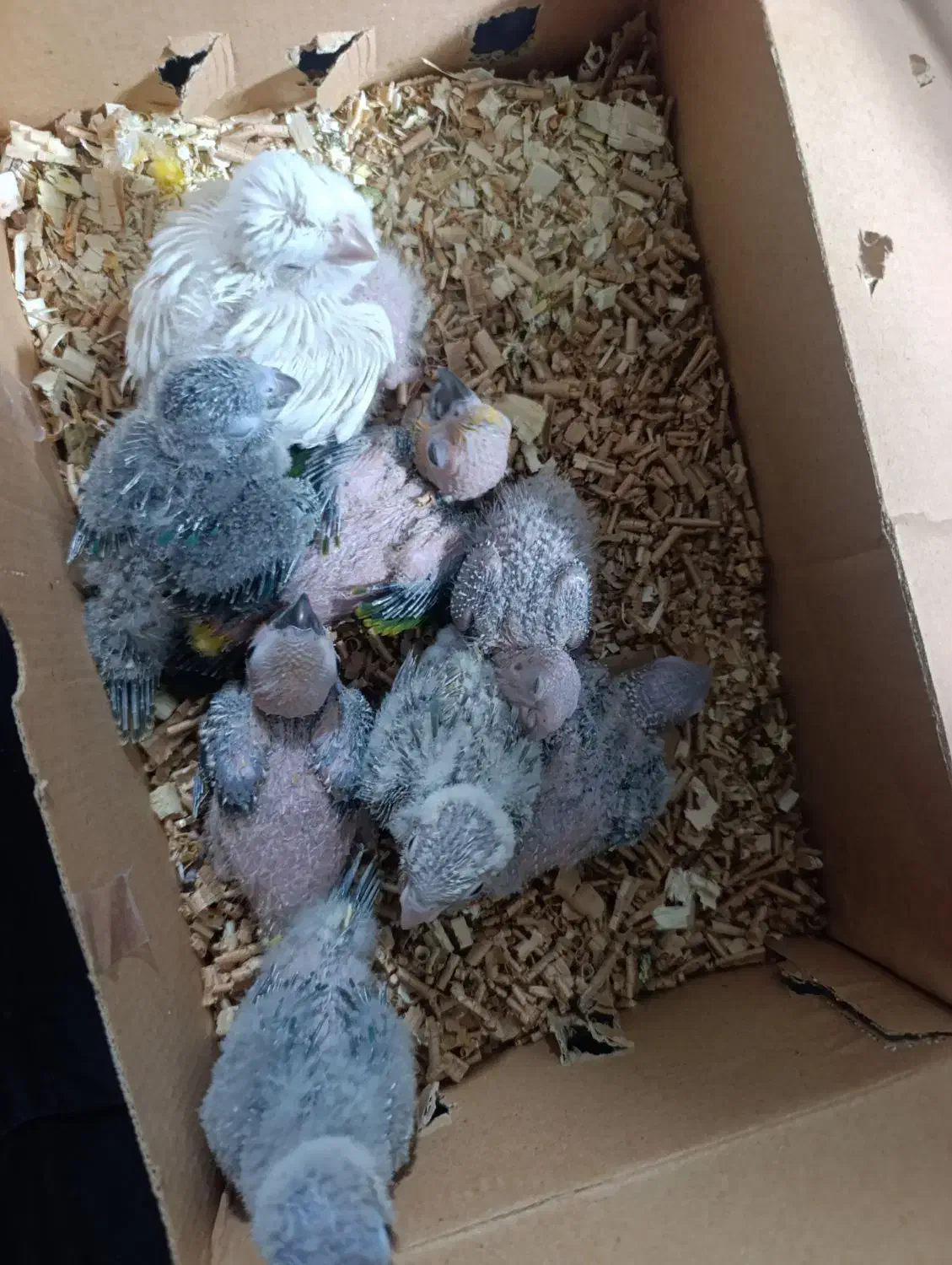 ردچیک سانچیک گرینچیک مونچیک|پرنده|اصفهان, عطار نیشابوری|دیوار