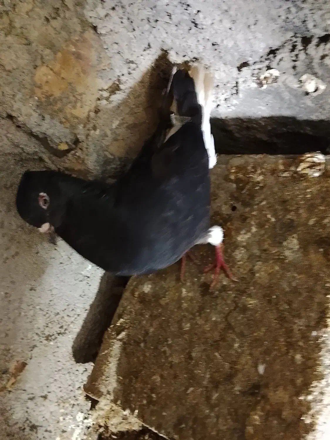 کفتر|پرنده|عطاملک, |دیوار