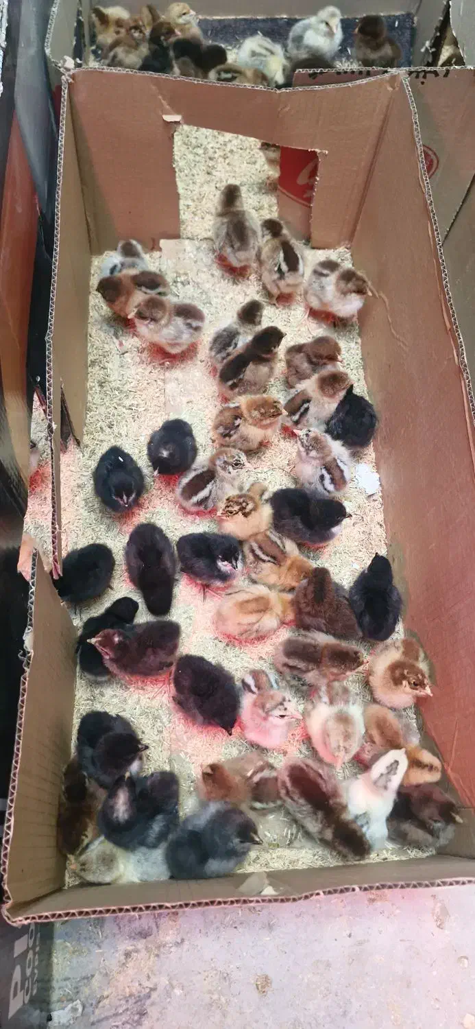 جوجه محلی پنج روزه 45تومان|حیوانات مزرعه|دهدشت, |دیوار