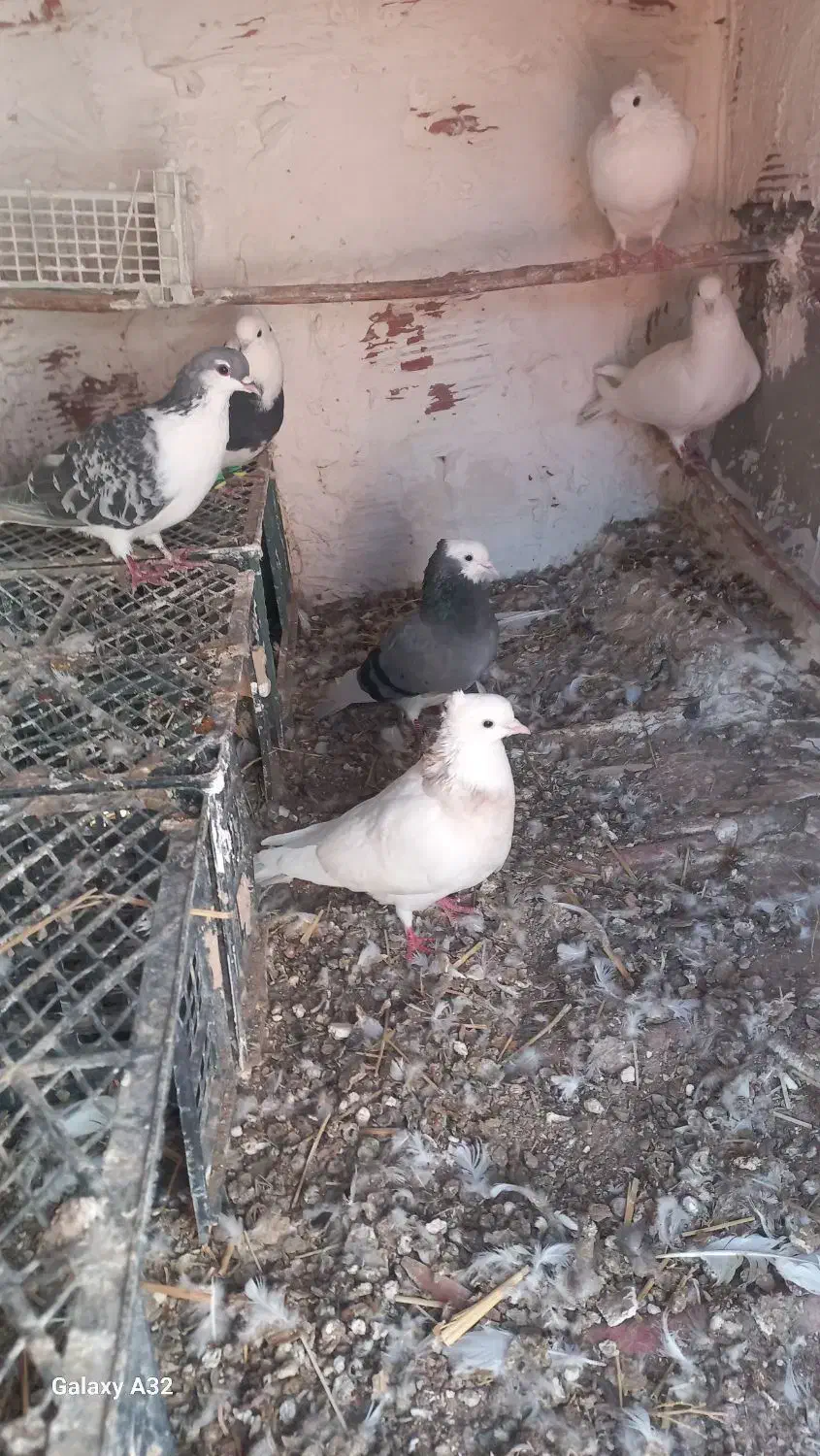 ۵تا کبوتر فروشی|پرنده|بجنورد, |دیوار