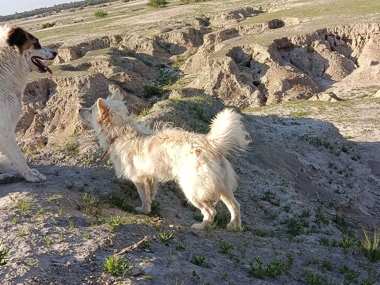 سگ.|سگ|سعدآباد, |دیوار