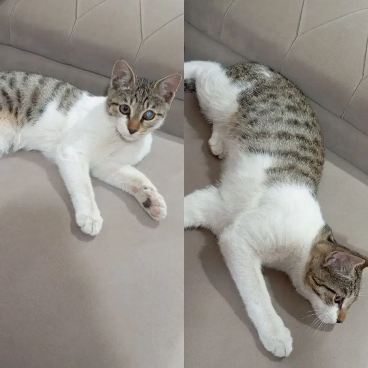 واگذاری رایگان گربە خانگی|گربه|بوکان, |دیوار