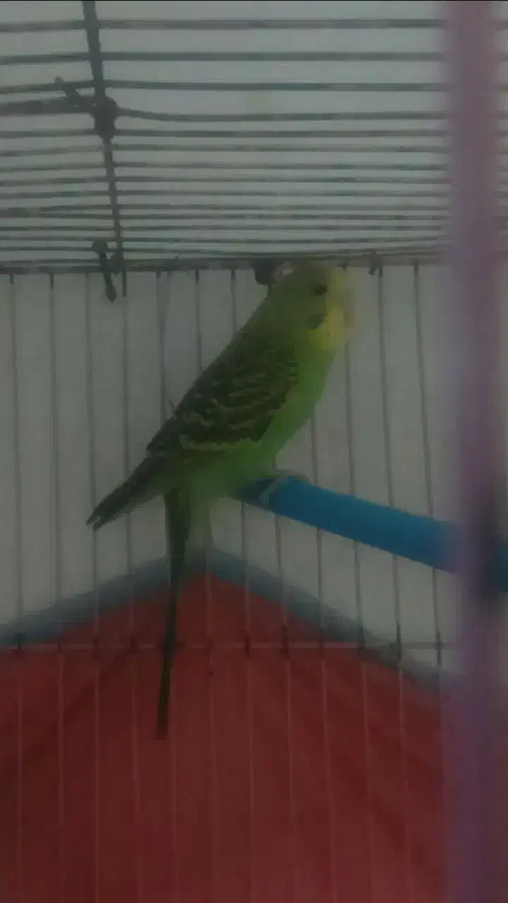 مرغ عشق سالم و قفس|پرنده|رشت, استقامت ۲|دیوار