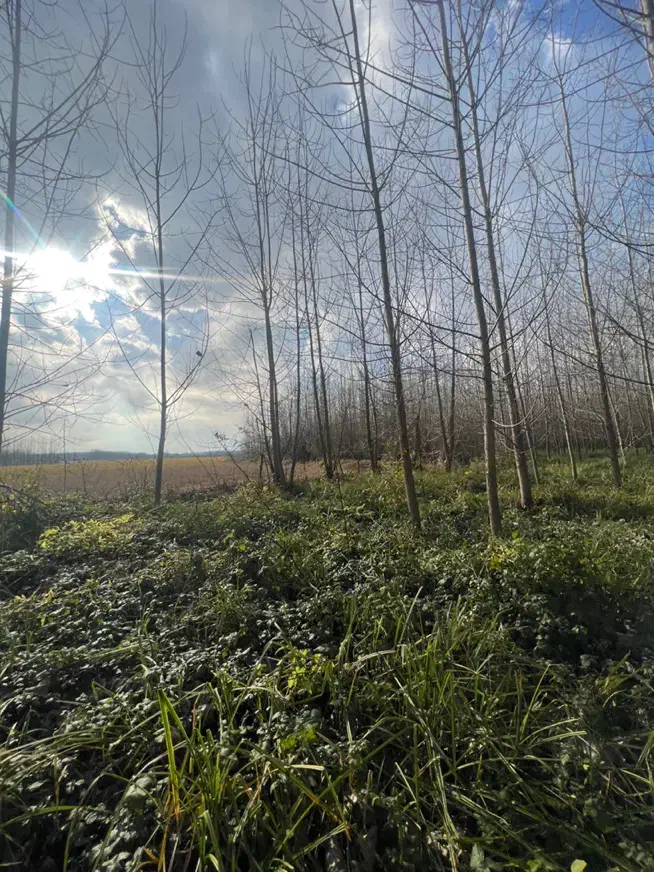 فروش زمین ۲۱۷۵۶ متر نزدیک خیابان اصلی|فروش زمین و ملک کلنگی|رشت, فخب|دیوار