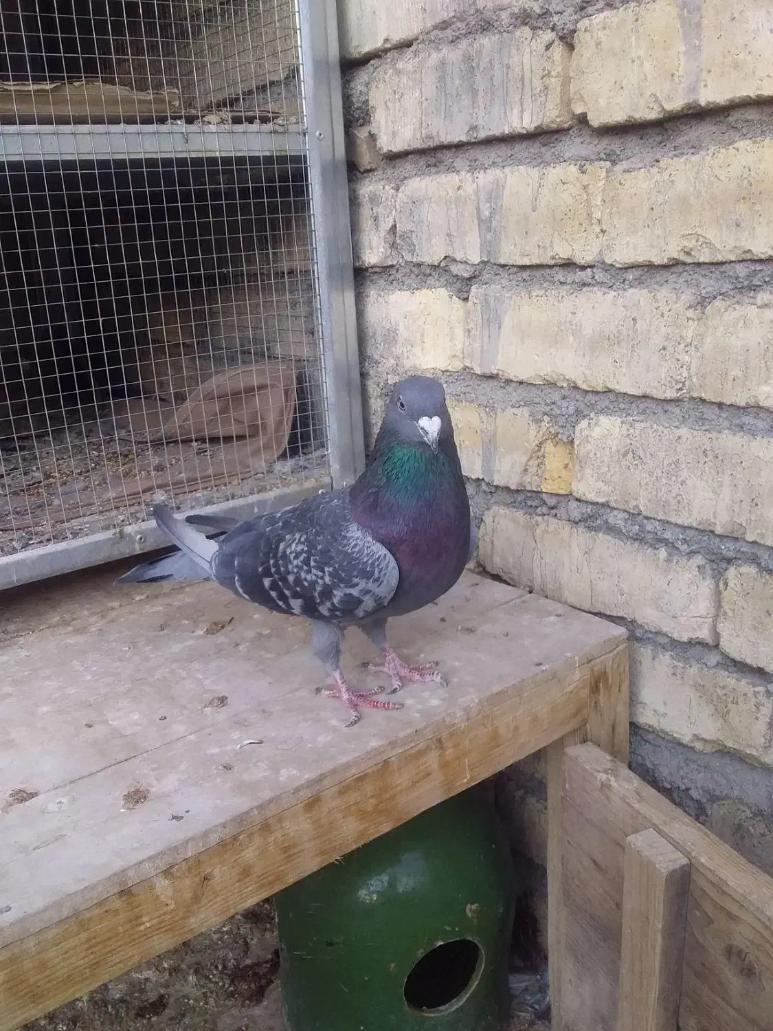 کبوتر پلاکی نر|پرنده|لنجان, |دیوار