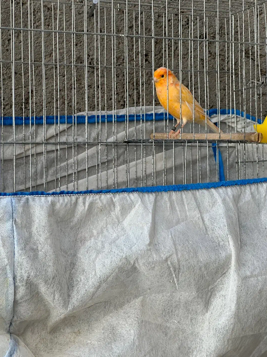 قناری|پرنده|سیرجان, |دیوار