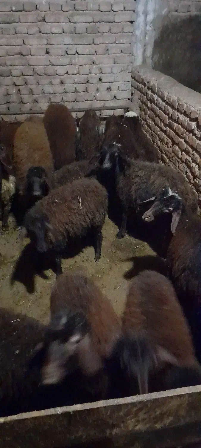 ۱۸عدد بره ۱۰تا ماده ۸تا نر|حیوانات مزرعه|ثمرین, |دیوار
