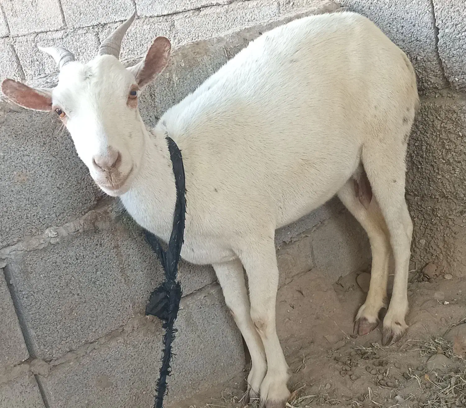 بز آبستن|حیوانات مزرعه|میناب, |دیوار