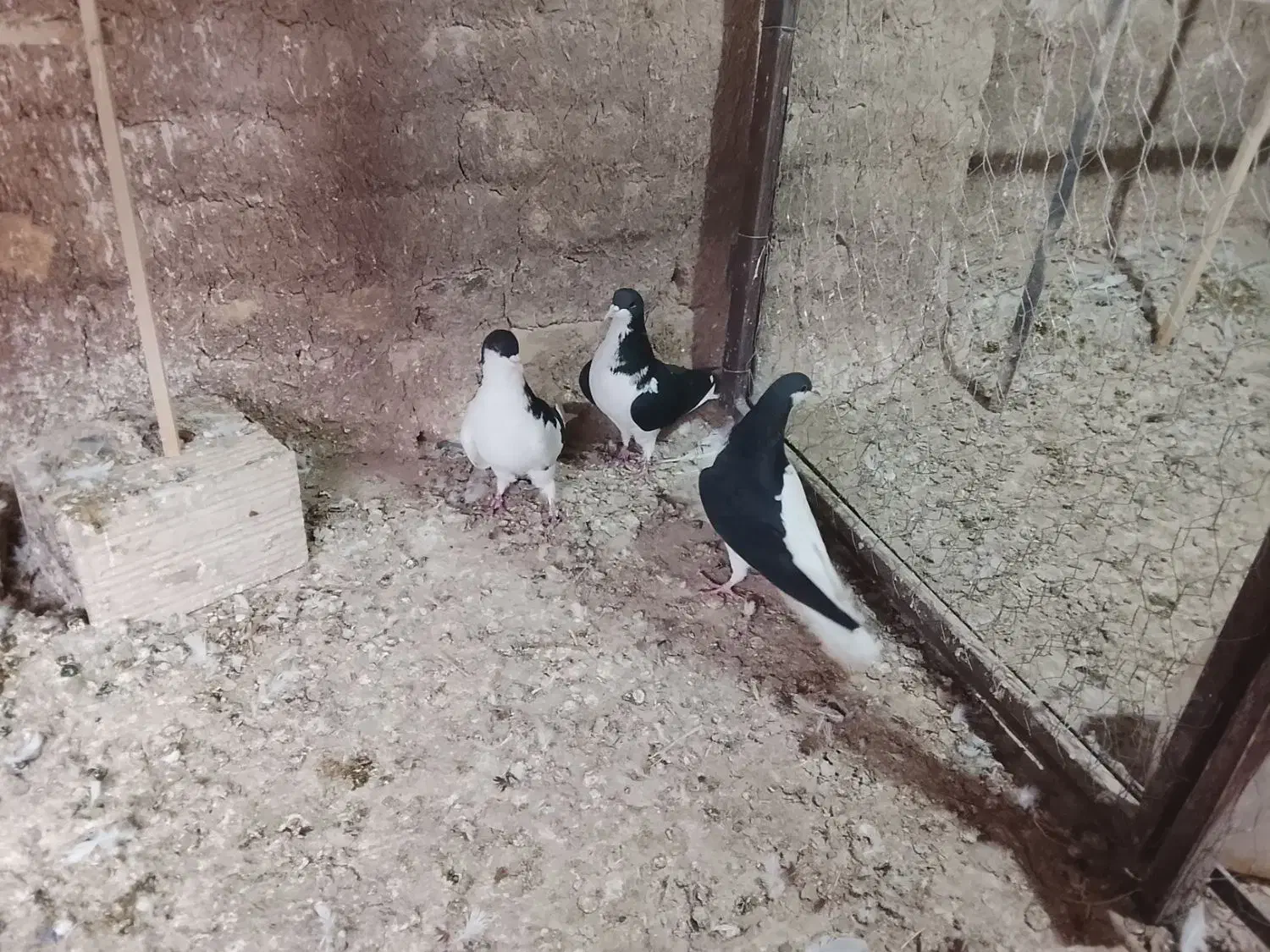 چند جفت کفتر هم پرشی هم جفتی|پرنده|دشتابی, |دیوار