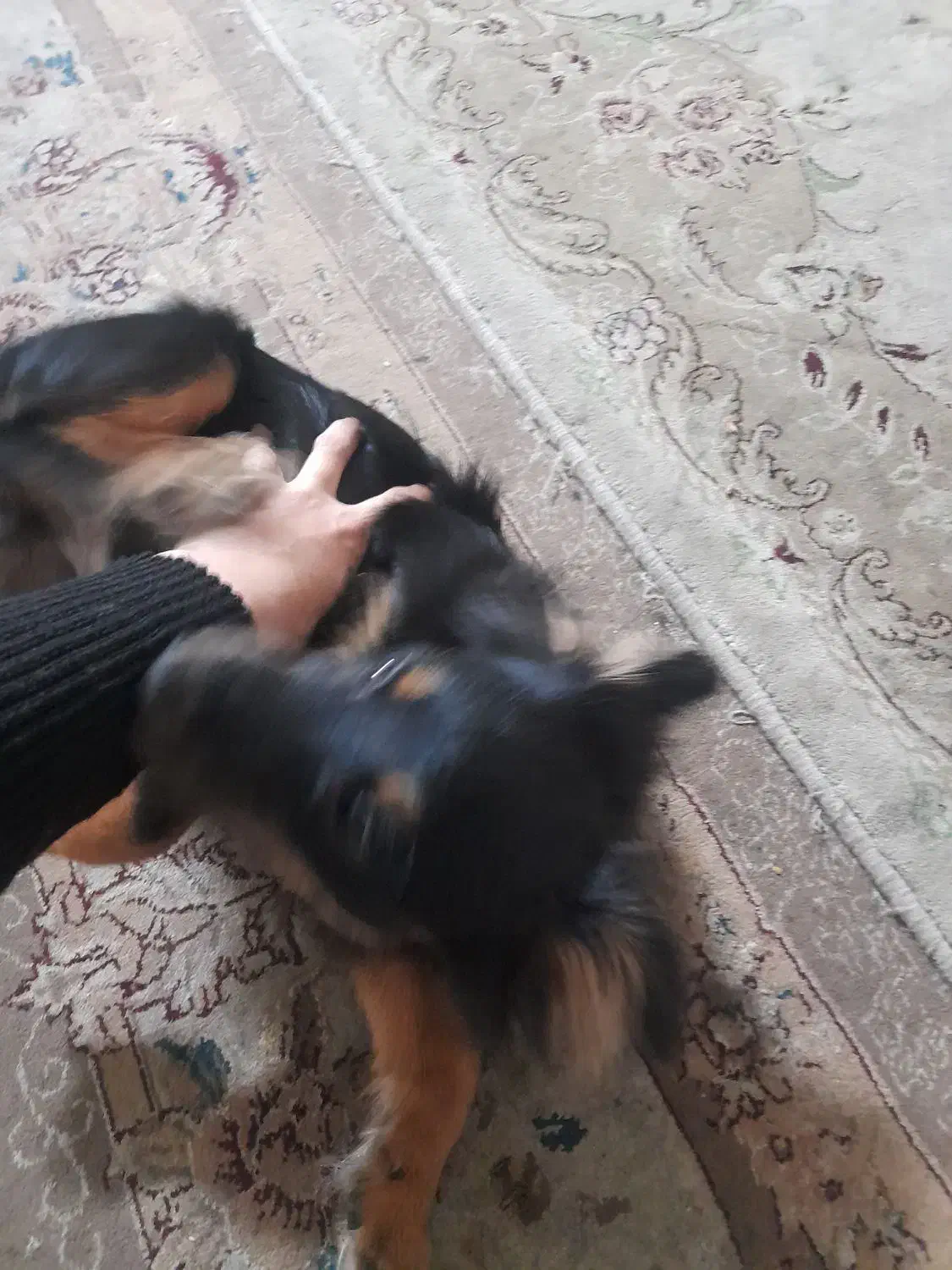 سگ پا کوتاه|سگ|مشهد, نوده|دیوار