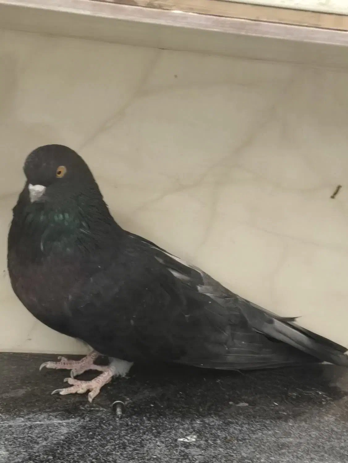 ماده قهوه ای آبادانی نر نوک ریز درشت و نوک کوتاه|پرنده|بردسیر, |دیوار