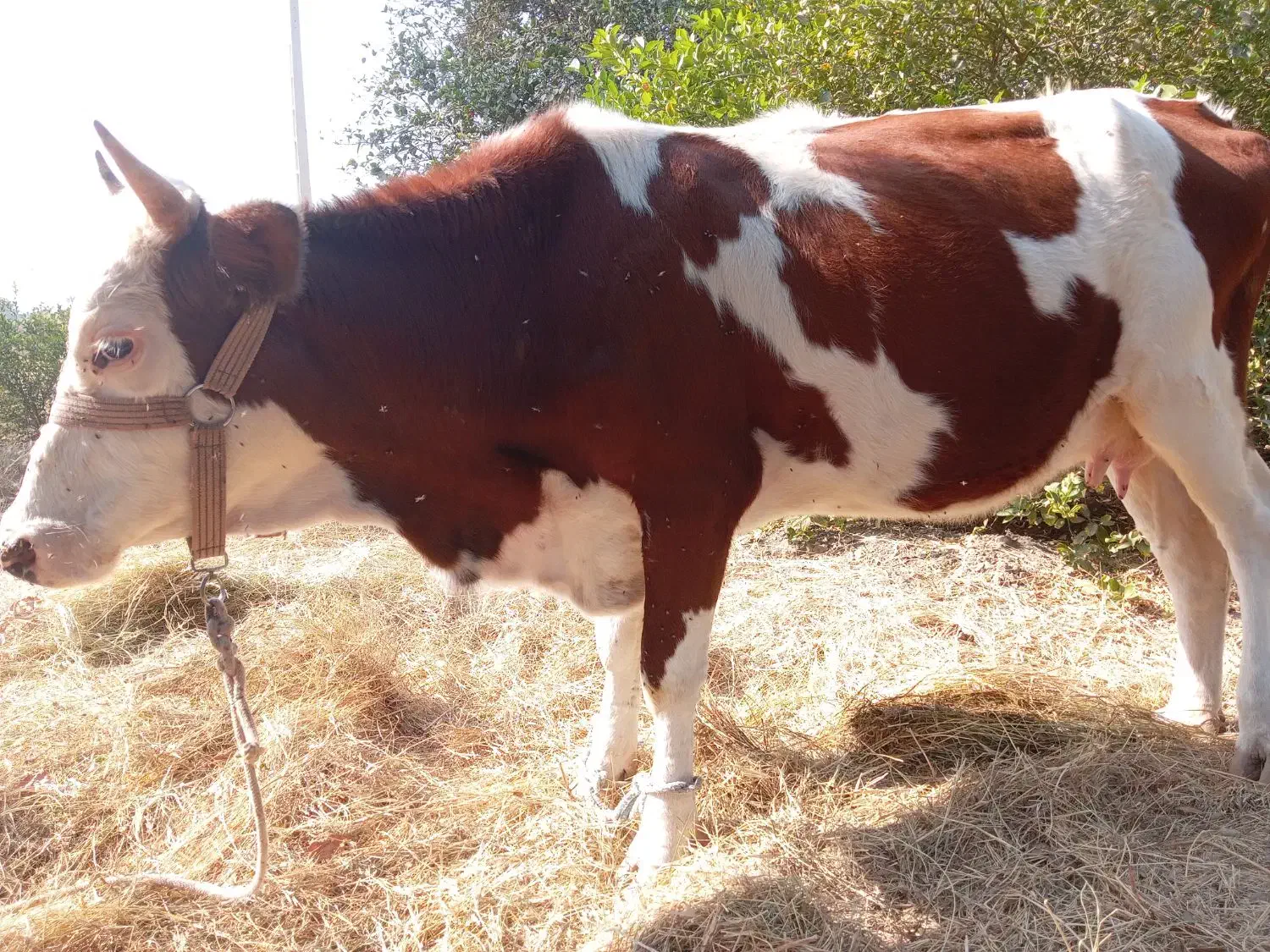 گاو ماده|حیوانات مزرعه|توکهور, |دیوار