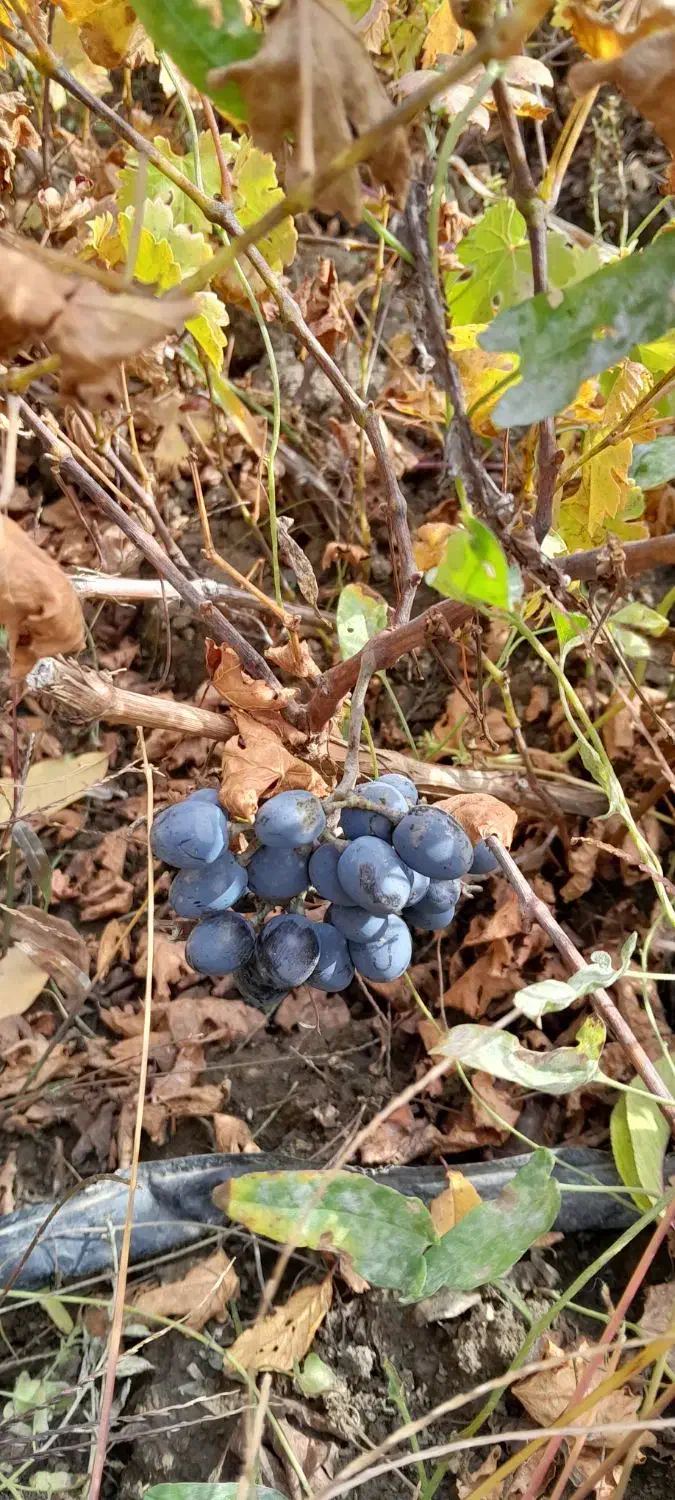 نهال انگور سیاه ریشه دار درجه یک|خدمات باغبانی و درختکاری|اورامان, |دیوار