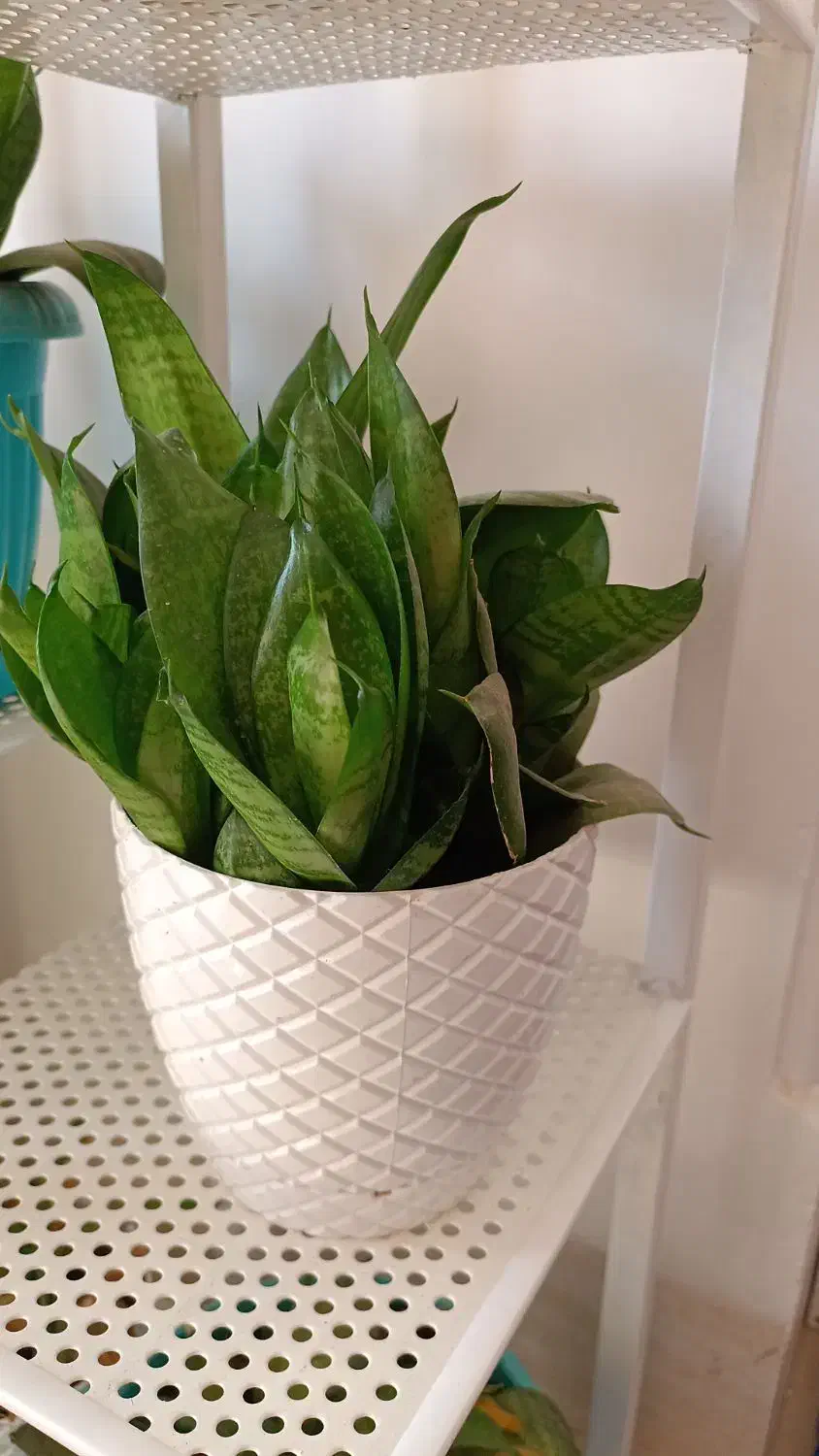 گل سنسوریا پا کوتاه|گل و گیاه طبیعی|شیراز, رکنآباد|دیوار