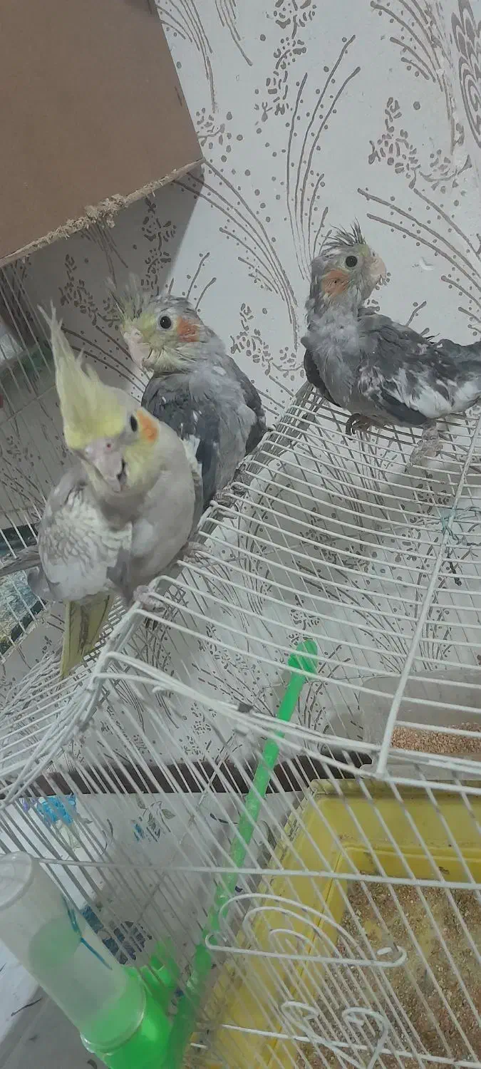 جوجه عروس هلندی|پرنده|شاندیز, |دیوار