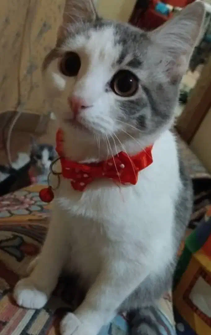 گربه|گربه|شیراز, فاضل|دیوار