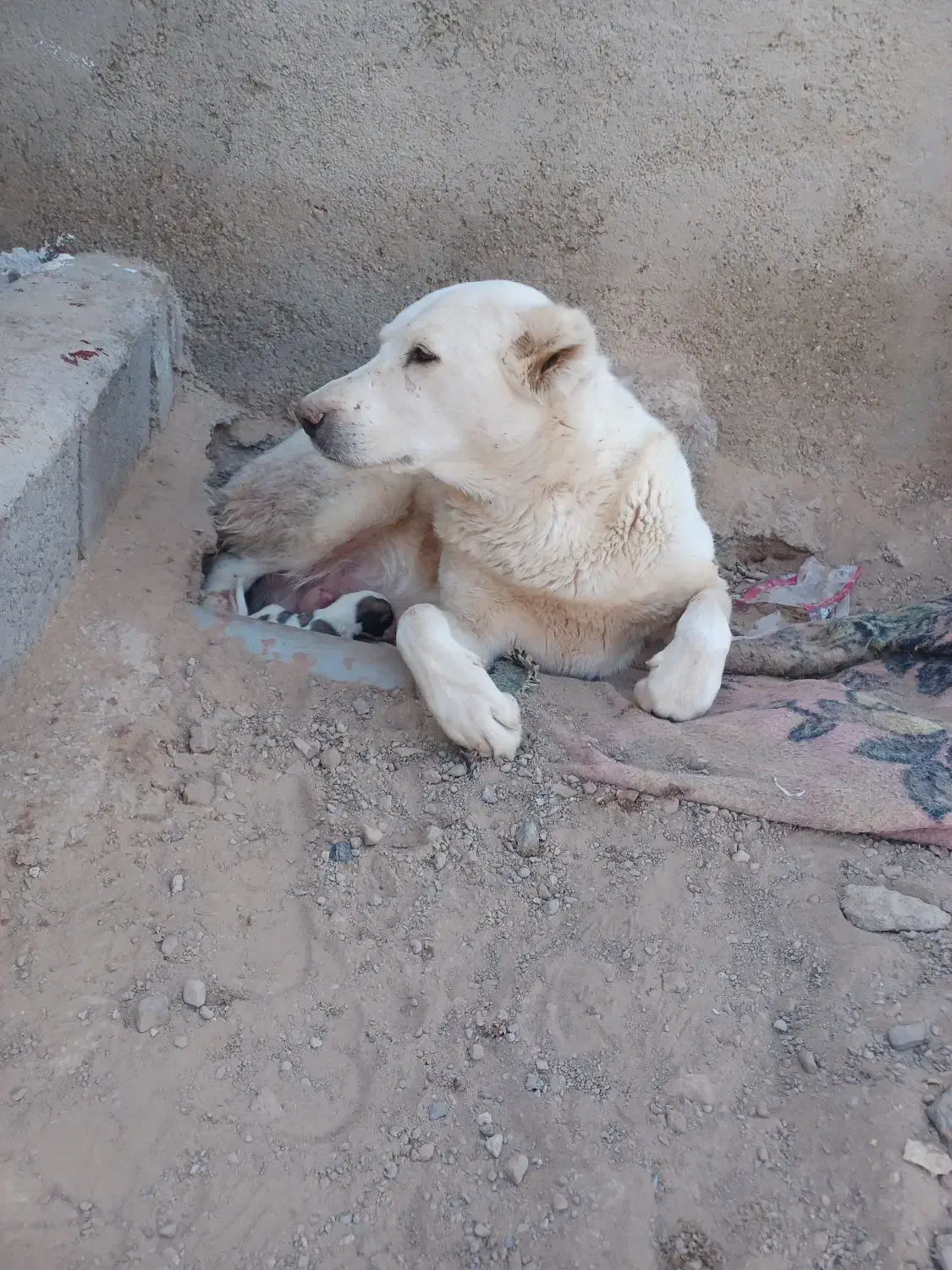 سگ فروشی|سگ|قائن, |دیوار