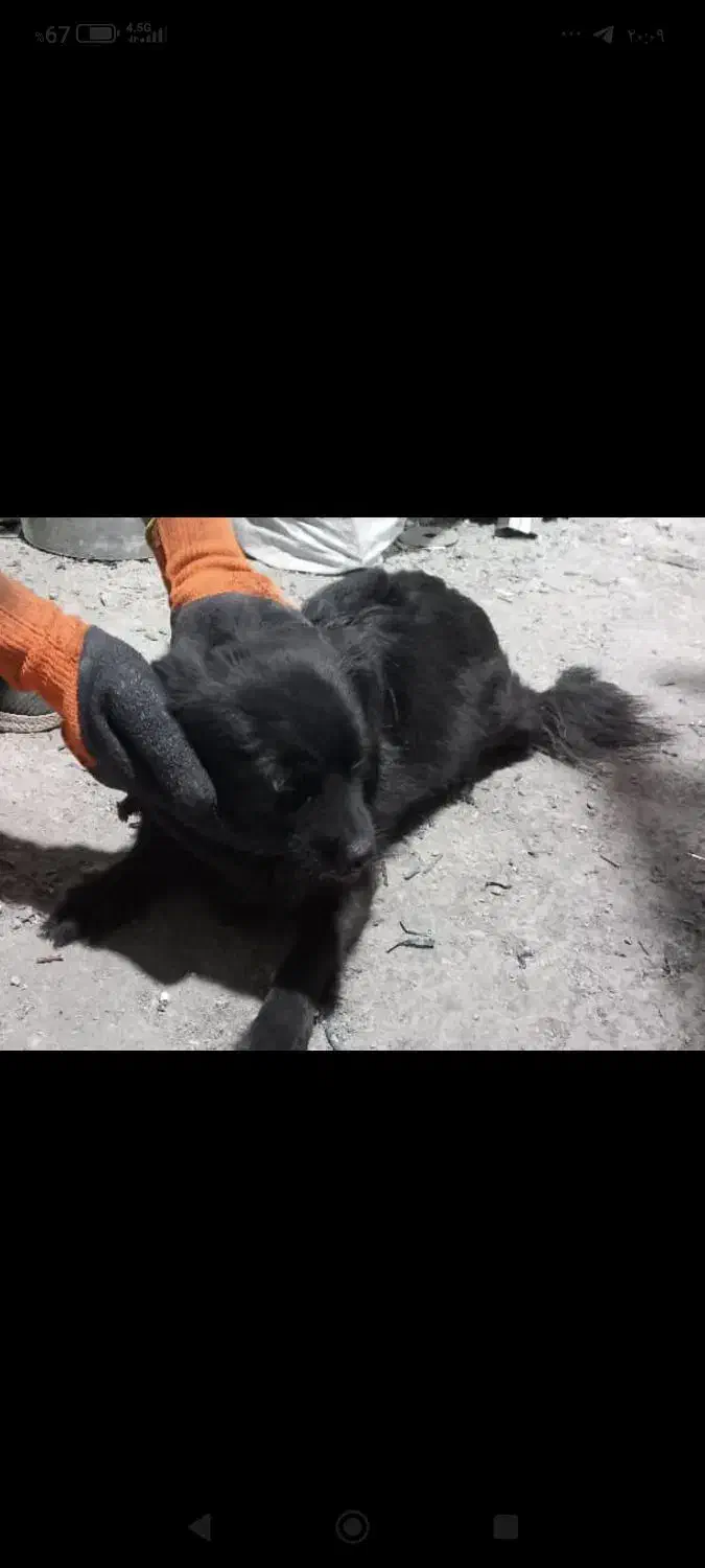 سگ پامر روباهی|سگ|باقرشهر, |دیوار