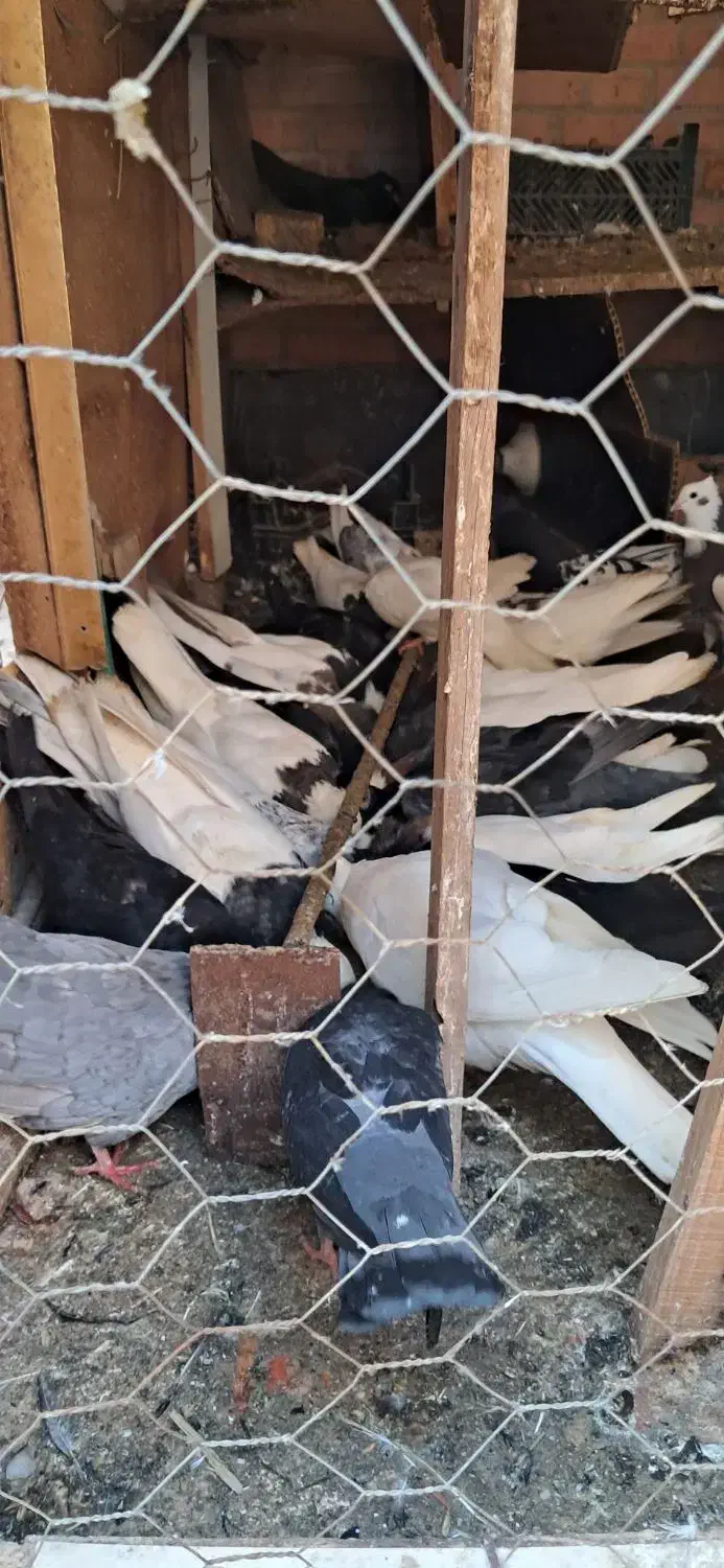 کبوتر|پرنده|خرمشهر, |دیوار