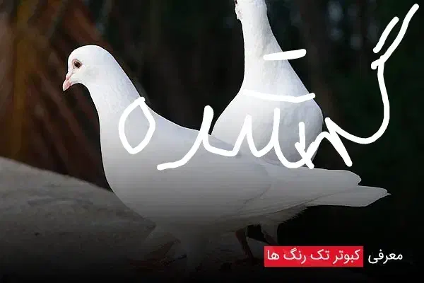 گمشده|پرنده|رفسنجان, |دیوار
