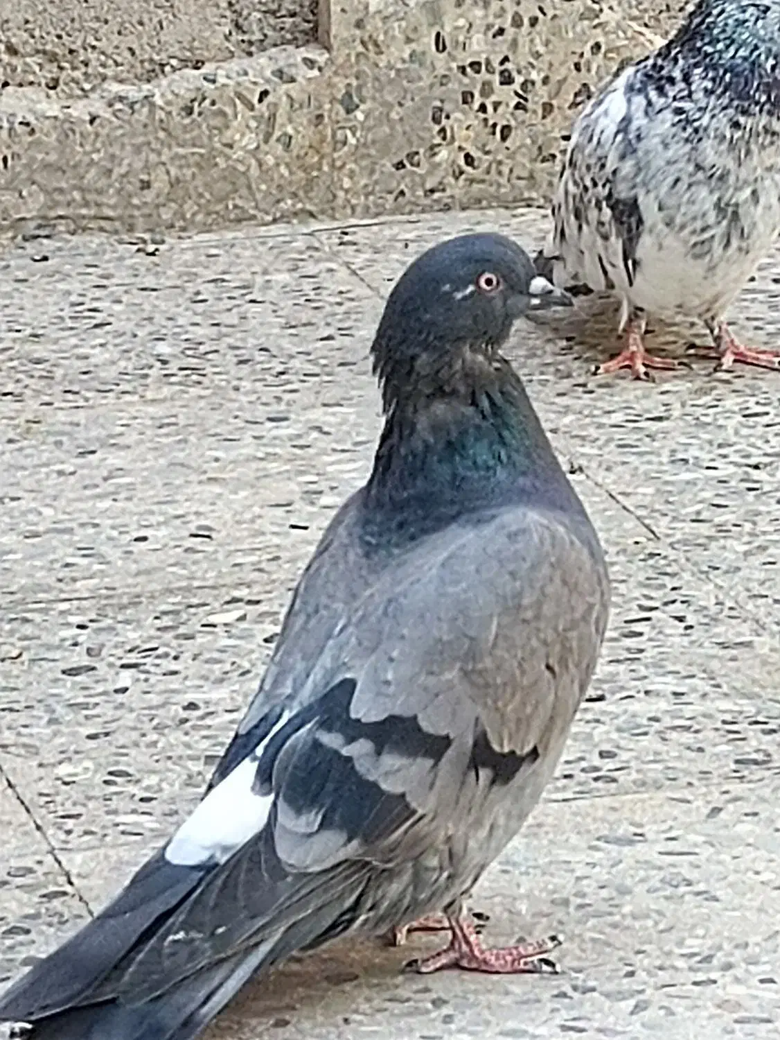 کبوتر سبز اصیل|پرنده|ایرانشهر, |دیوار