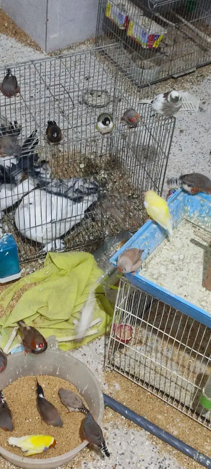 گلدین نرگسی،کرواتی ،مرغ عشق ،قناری،کبوتر دم چتری|پرنده|تهران, حکیمیه|دیوار