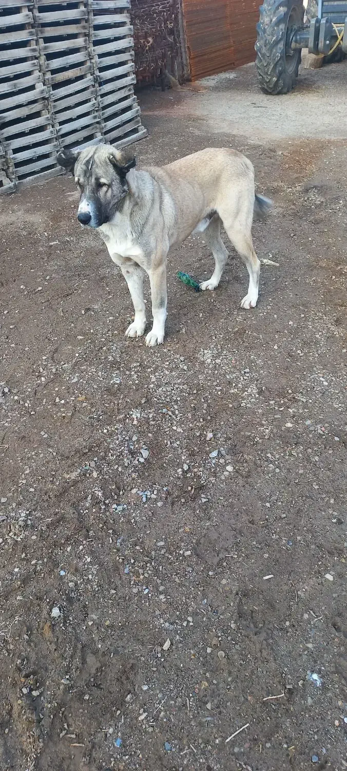 واگذاری سگ|سگ|لیلان, |دیوار