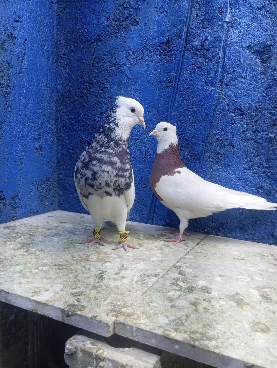 طوقی معاوضه هم دارم|پرنده|مشهد, ایثار|دیوار