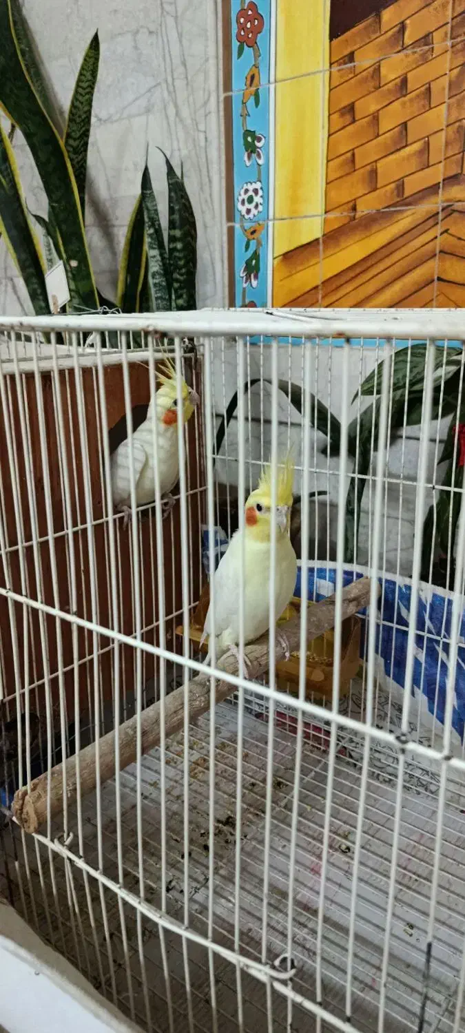 جفت عروس هلندی با قفس|پرنده|تربت جام, شهرک معلم|دیوار