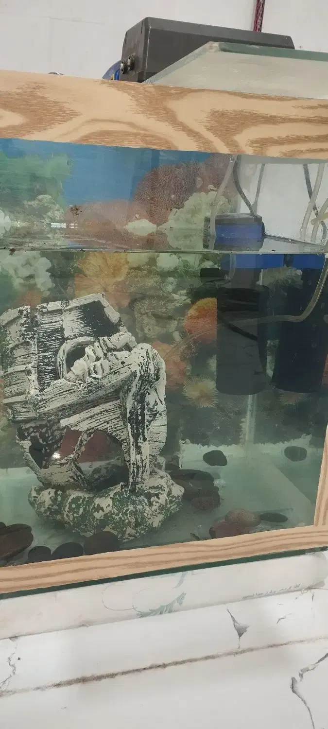 اکواریوم کامل|ماهی|اقبالیه, |دیوار