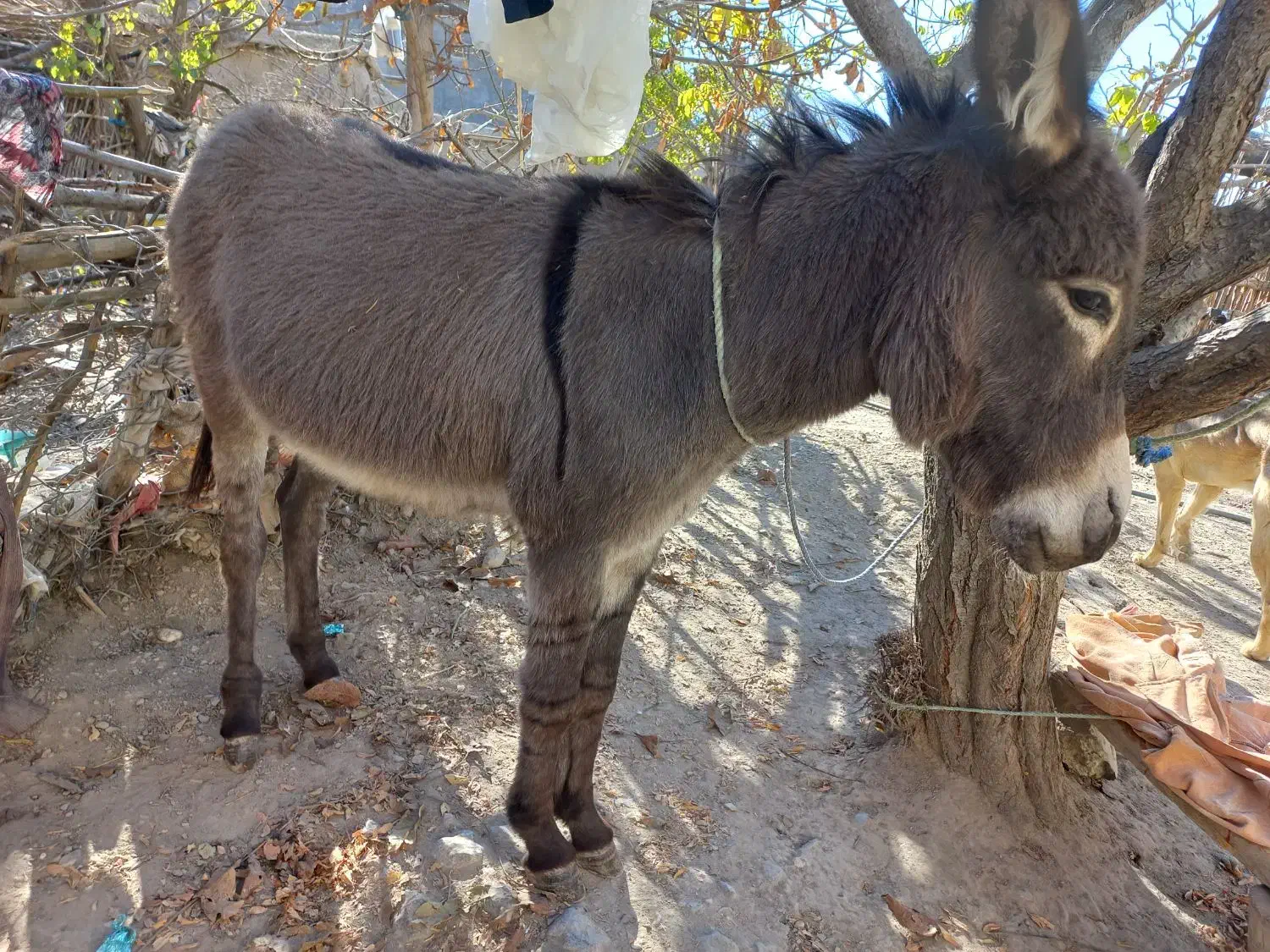 الاغ نر|حیوانات مزرعه|شیروان (خراسان), |دیوار