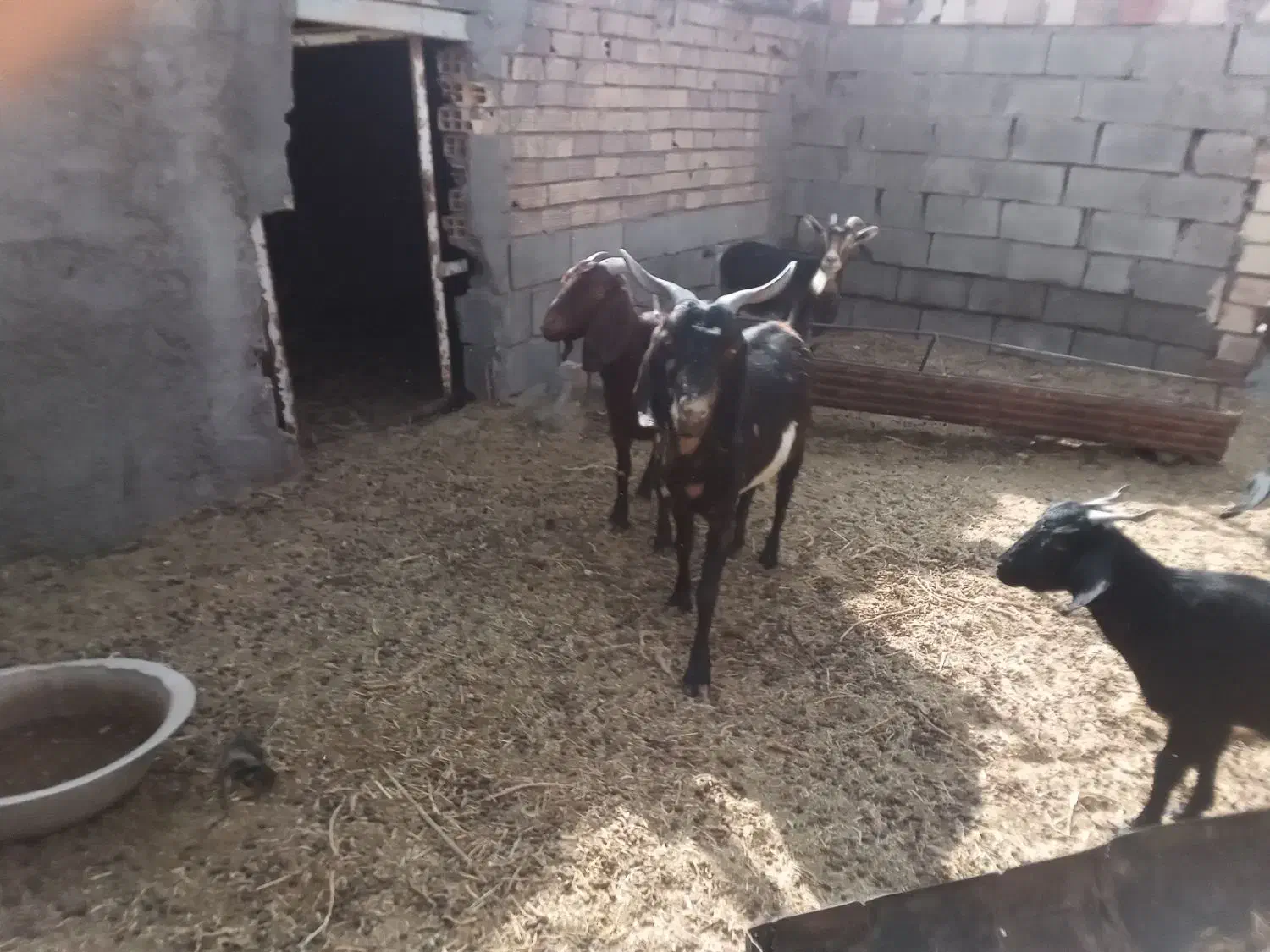 انواع بز نژاد دار|حیوانات مزرعه|زهان, |دیوار