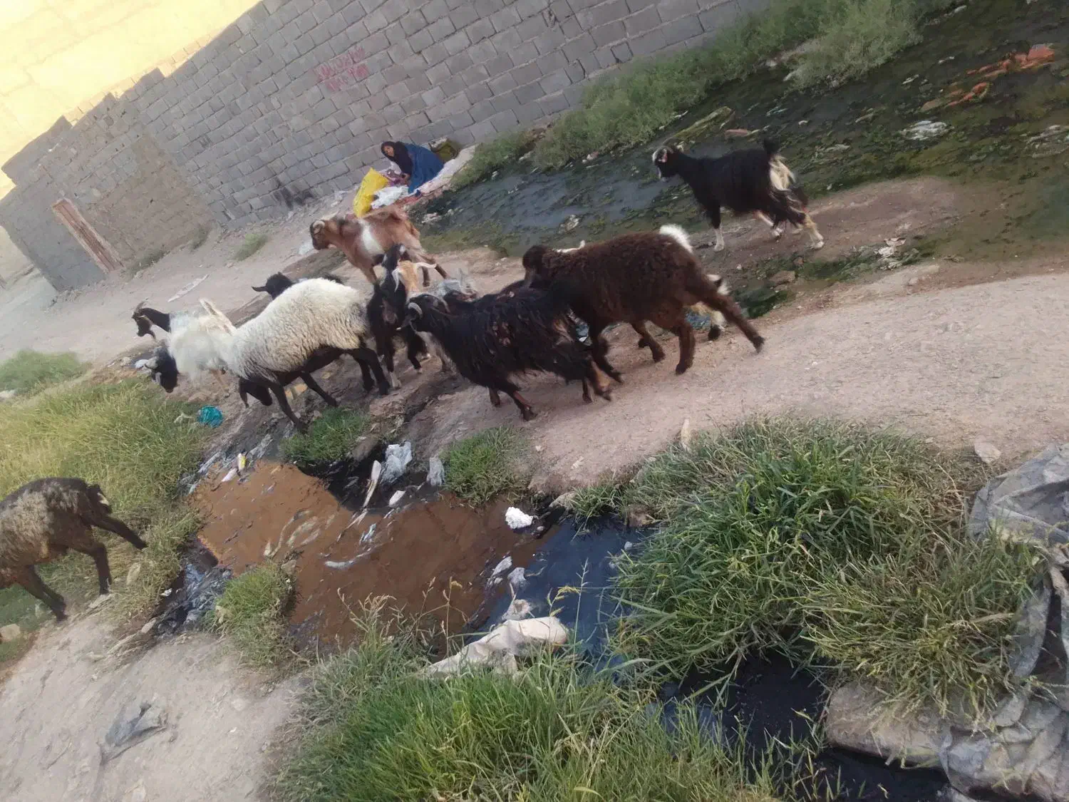 بز بزغاله نربز|حیوانات مزرعه|پاکدشت, حصار امیر|دیوار