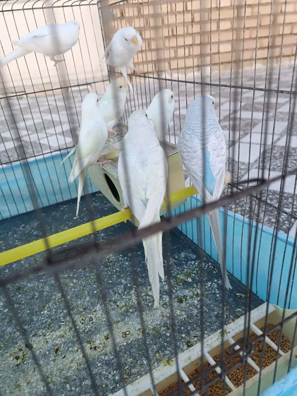 مرغ عشق|پرنده|کرخه, |دیوار