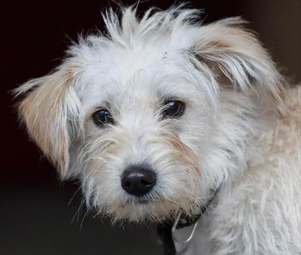 سگ پیدا شده در محدوده طرقبه|حیوانات|مشهد, ویلاشهر|دیوار