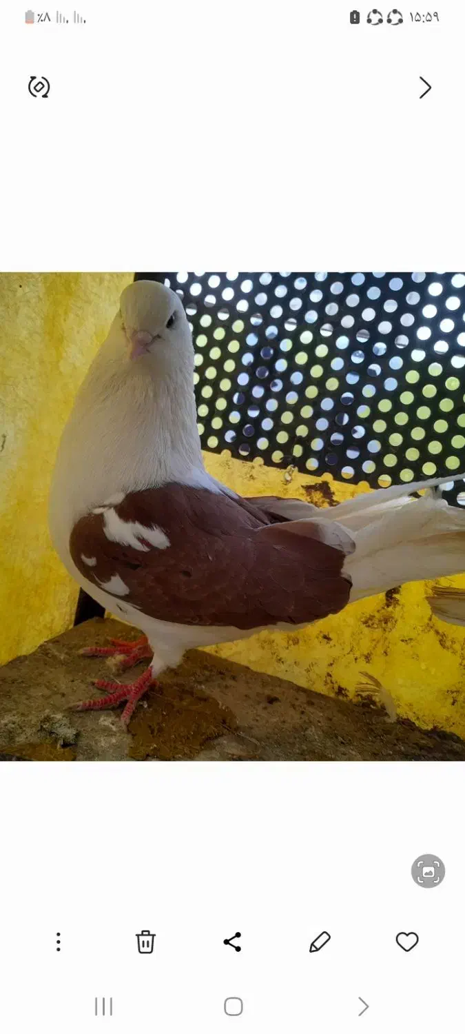 کبوتر|پرنده|مشکین‌دشت, |دیوار