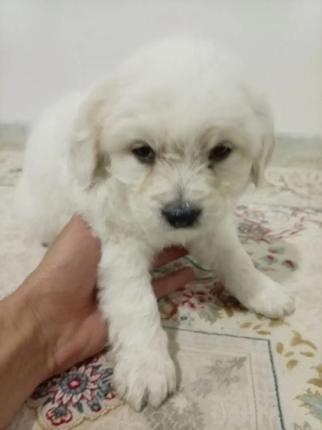 واگذاری سگ|سگ|مبارکه, |دیوار