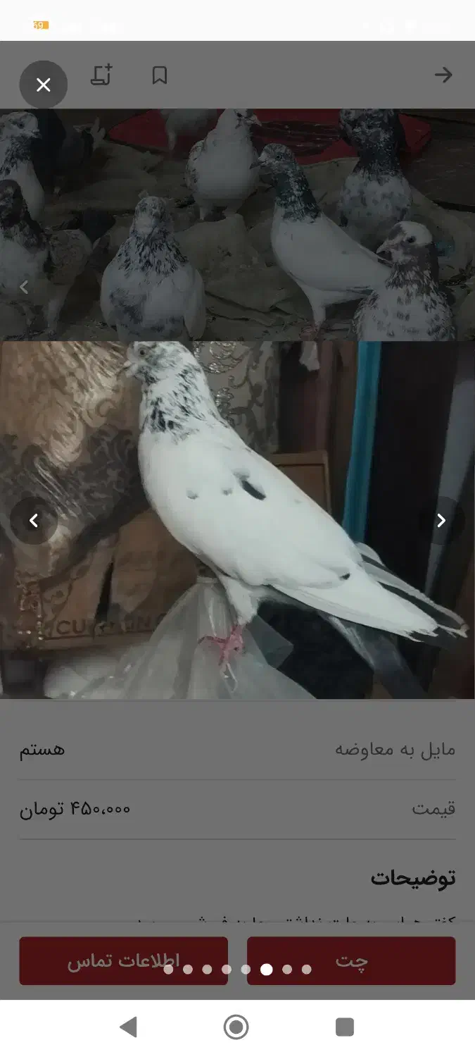 کفتر|حیوانات|دامغان, |دیوار