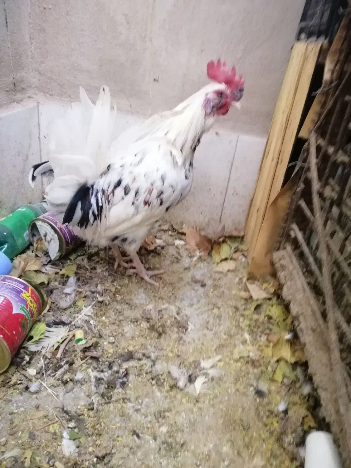 خروس گلین|حیوانات مزرعه|بردسیر, |دیوار