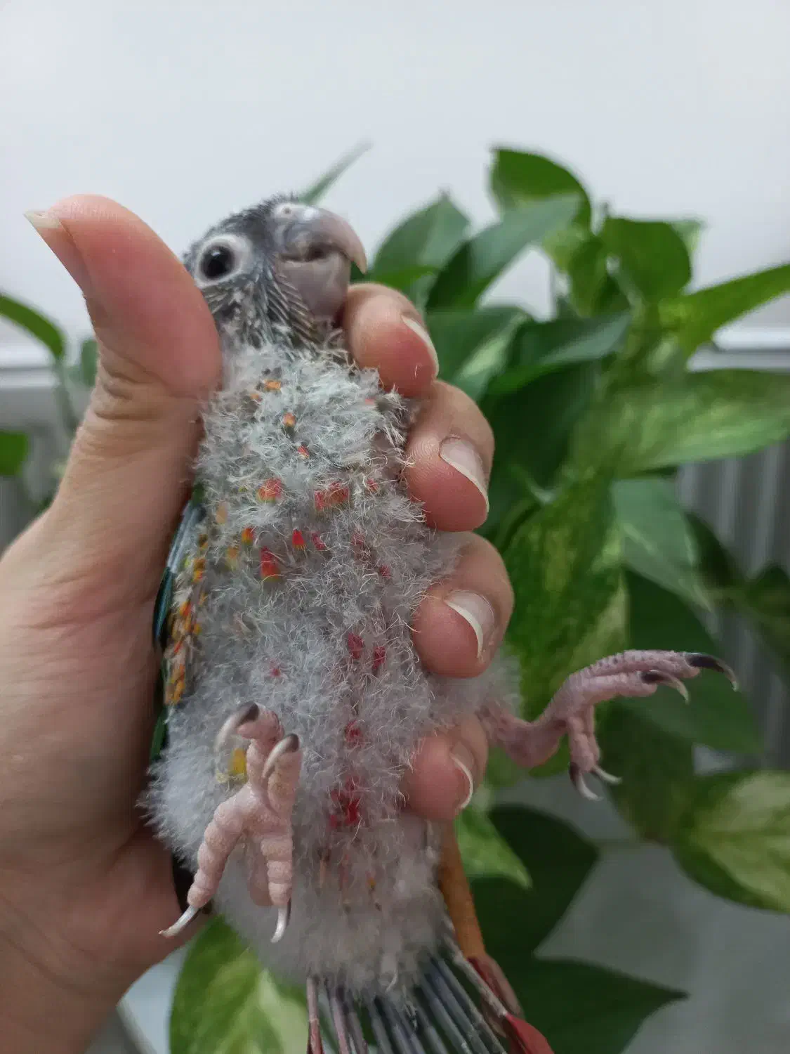 جوجه گرینچیک سرلاکی|پرنده|قم, شاه سید علی|دیوار