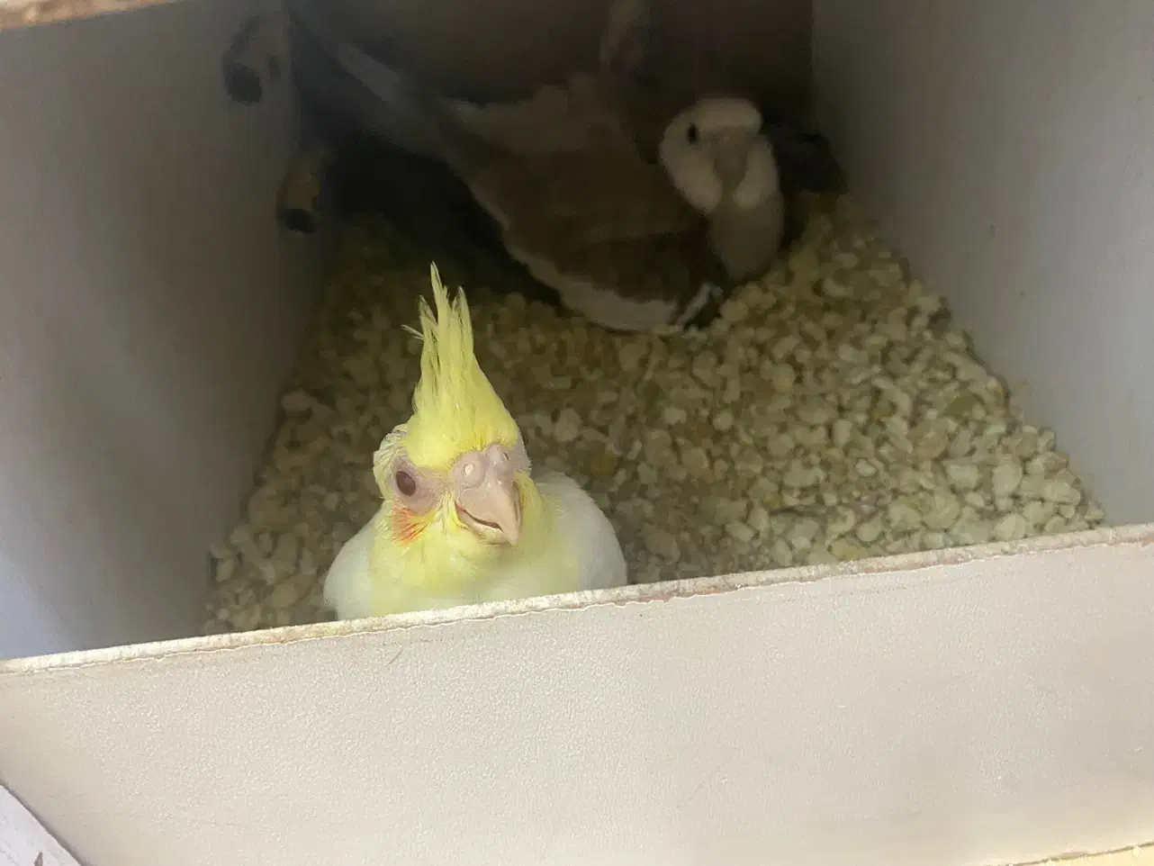 یکجفت عروس هلندی مولد|پرنده|قم, مسجد امام حسن|دیوار