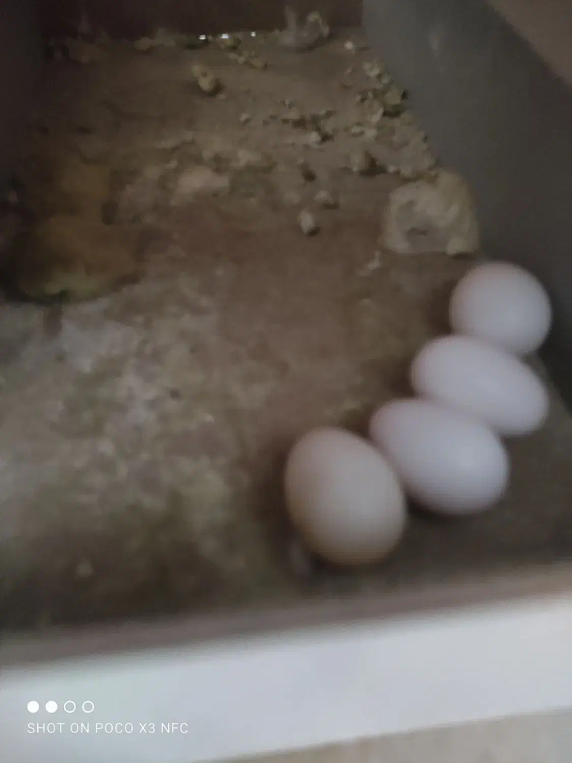 یک جفت عروس هلندی نرو ماده جوان تخم گذاشتن|پرنده|مشهد, هدایت|دیوار