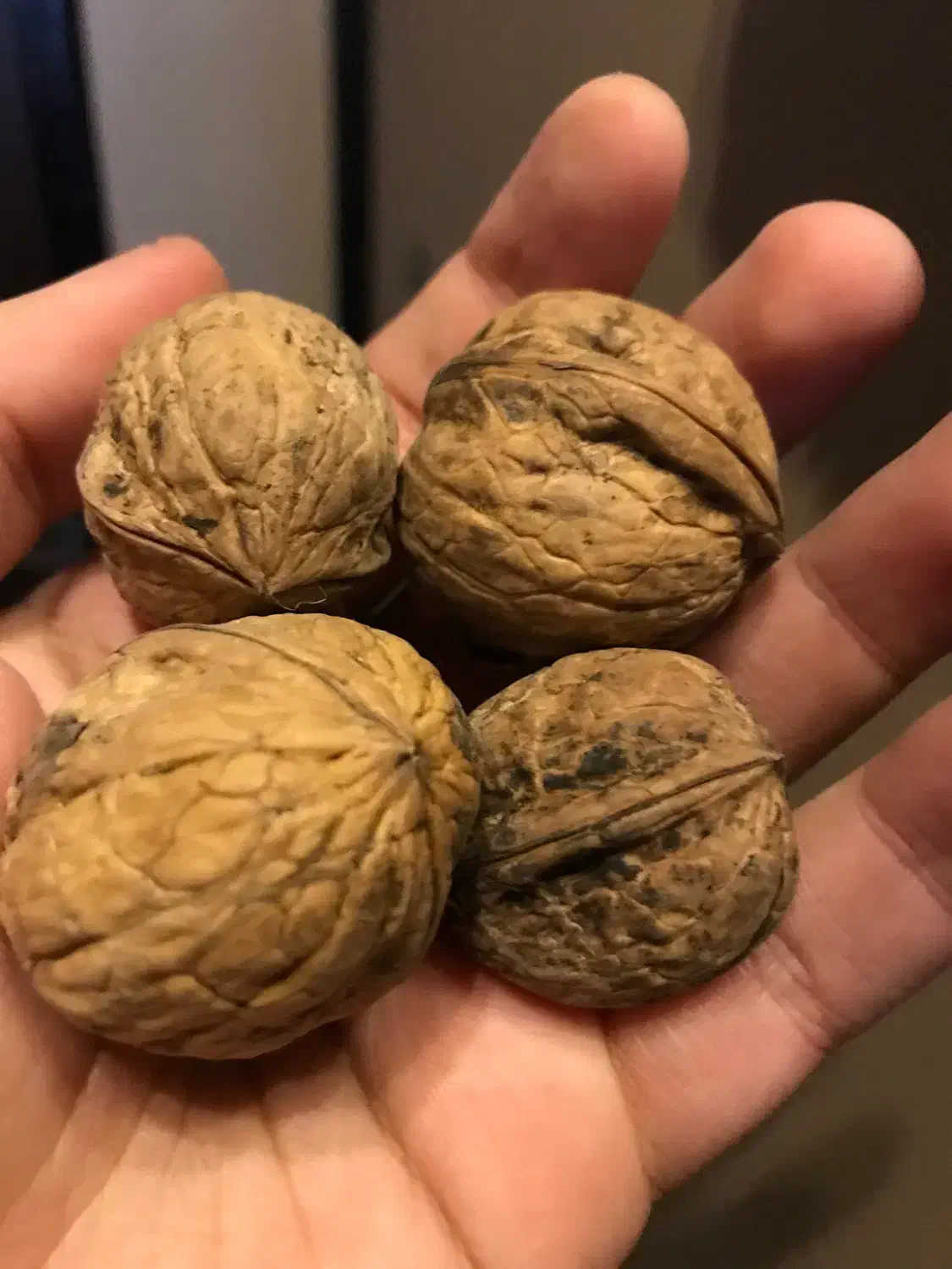 گردو|خوردنی و آشامیدنی|تهران, دبستان|دیوار