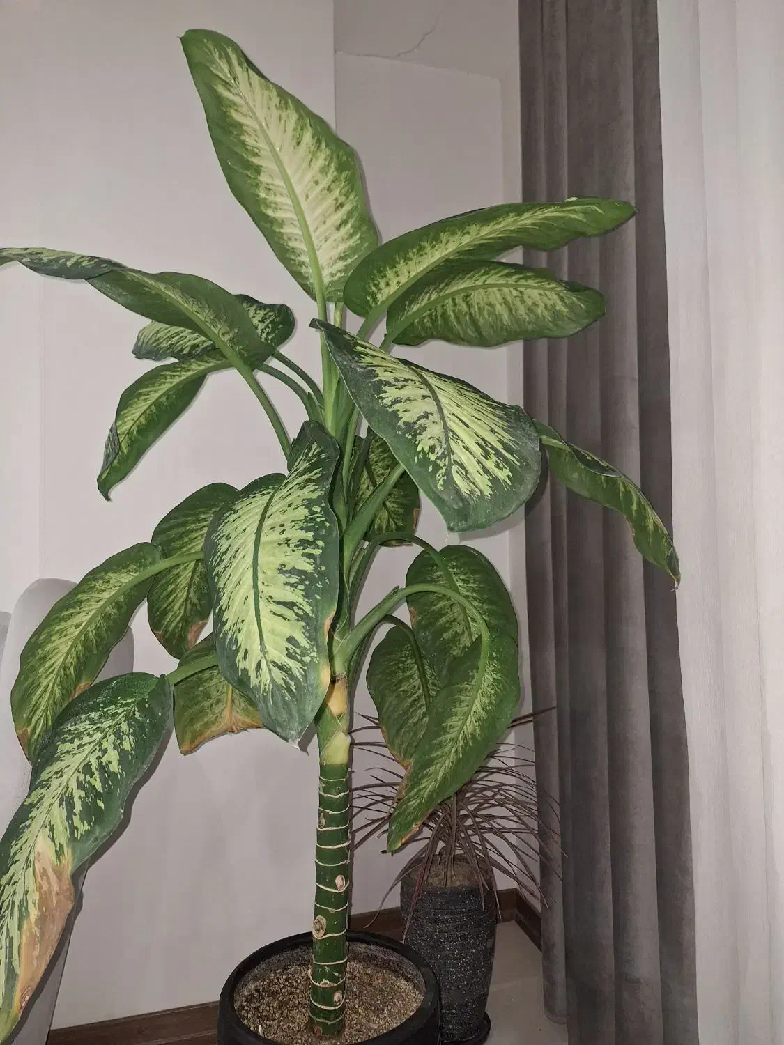 گل دیفن باخیا بزرگ|گل و گیاه طبیعی|ماهدشت, |دیوار