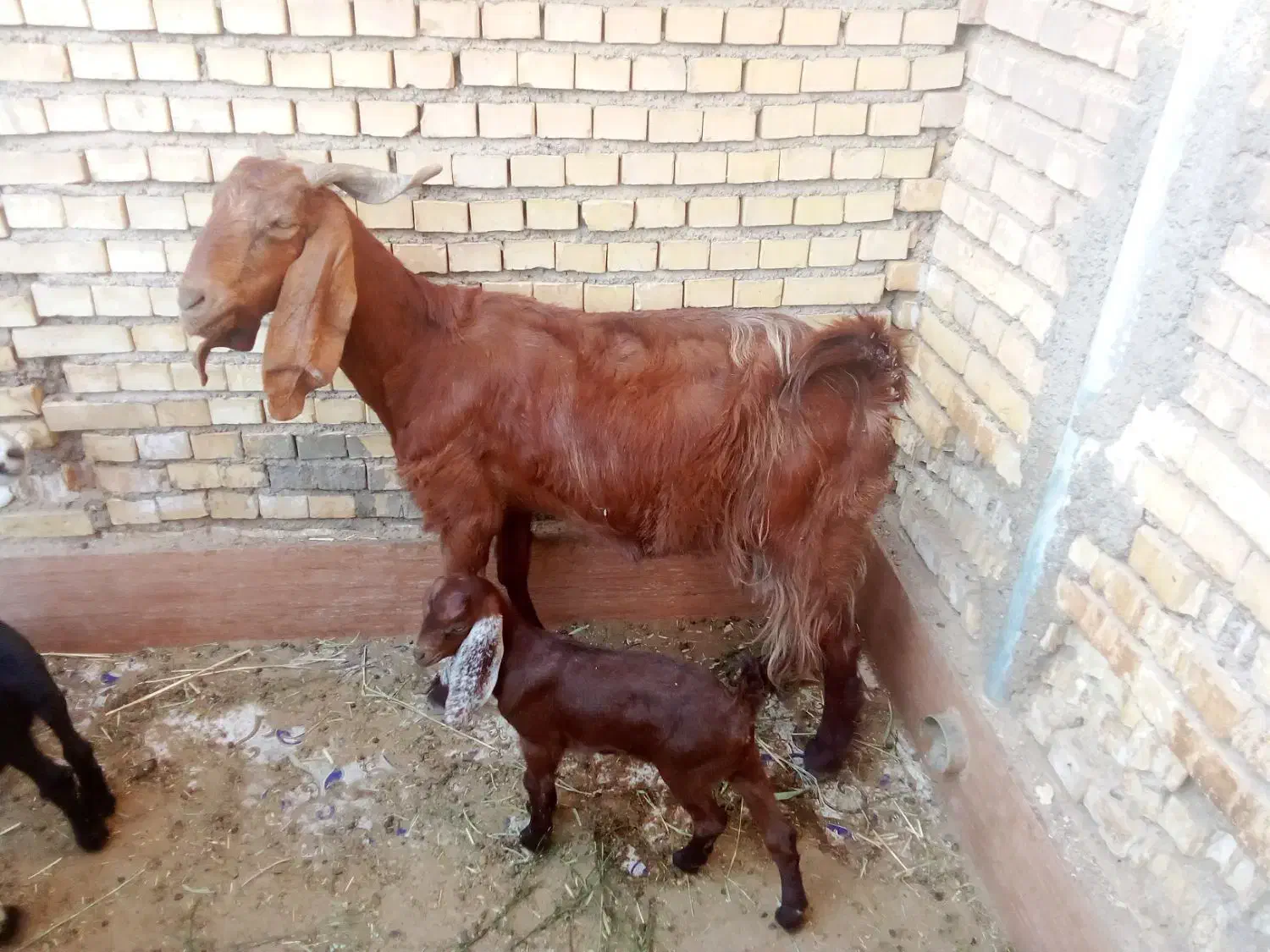 بز مطفل|حیوانات مزرعه|خرمشهر, |دیوار